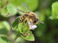 Zonandrena flavipes